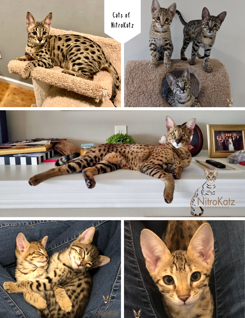 SAVANNAHGANS® Interview with Heather Jackson of Nitrokatz Savannah